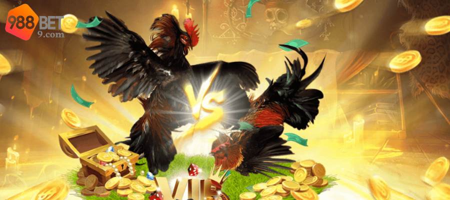 988BET mang tới trải nghiệm đá gà hấp dẫn