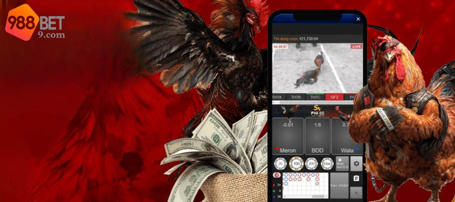 Các bước tham gia cá cược đá gà tại nhà cái 988BET