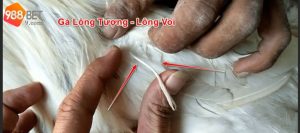 Gà lông voi có sức khỏe tốt, hạ gục đối thủ dễ dàng