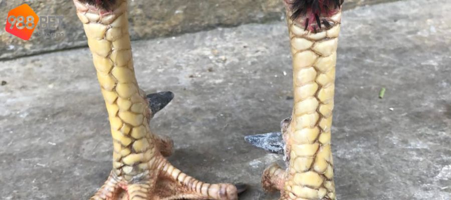 vảy liên giáp