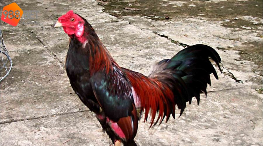 Cách nhìn linh kê chuẩn từ cao thủ
