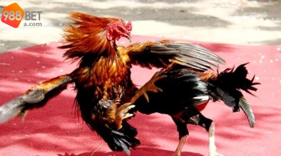 Chọn chiến kê chuẩn xác cùng 988BET