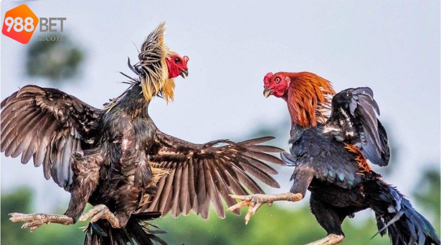 Kèo đá gà mà người chơi thường lựa chọn