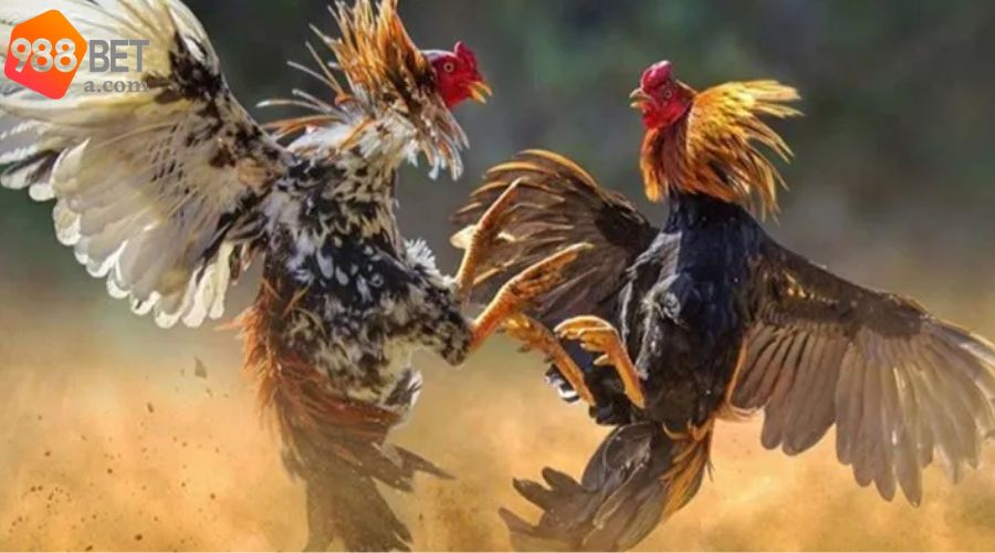 Kinh nghiệm hay mà các cao thủ chọn gà tuân thủ
