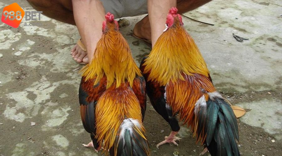 Lợi ích khi người chơi chọn trúng linh kê