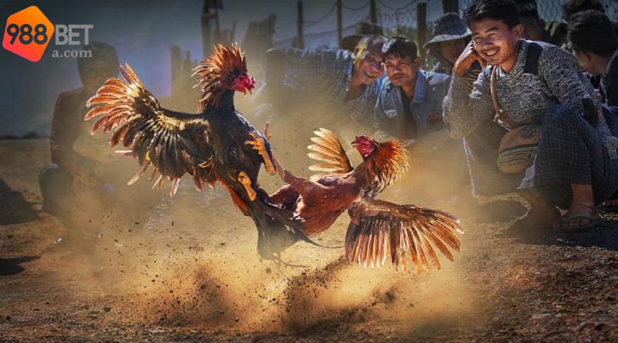Vài điều cơ bản về sân chơi đá gà online