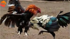 Vì Sao Chơi Đá Gà Trực Tuyến Luôn Thua
